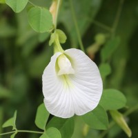 Clitoria ternatea L.